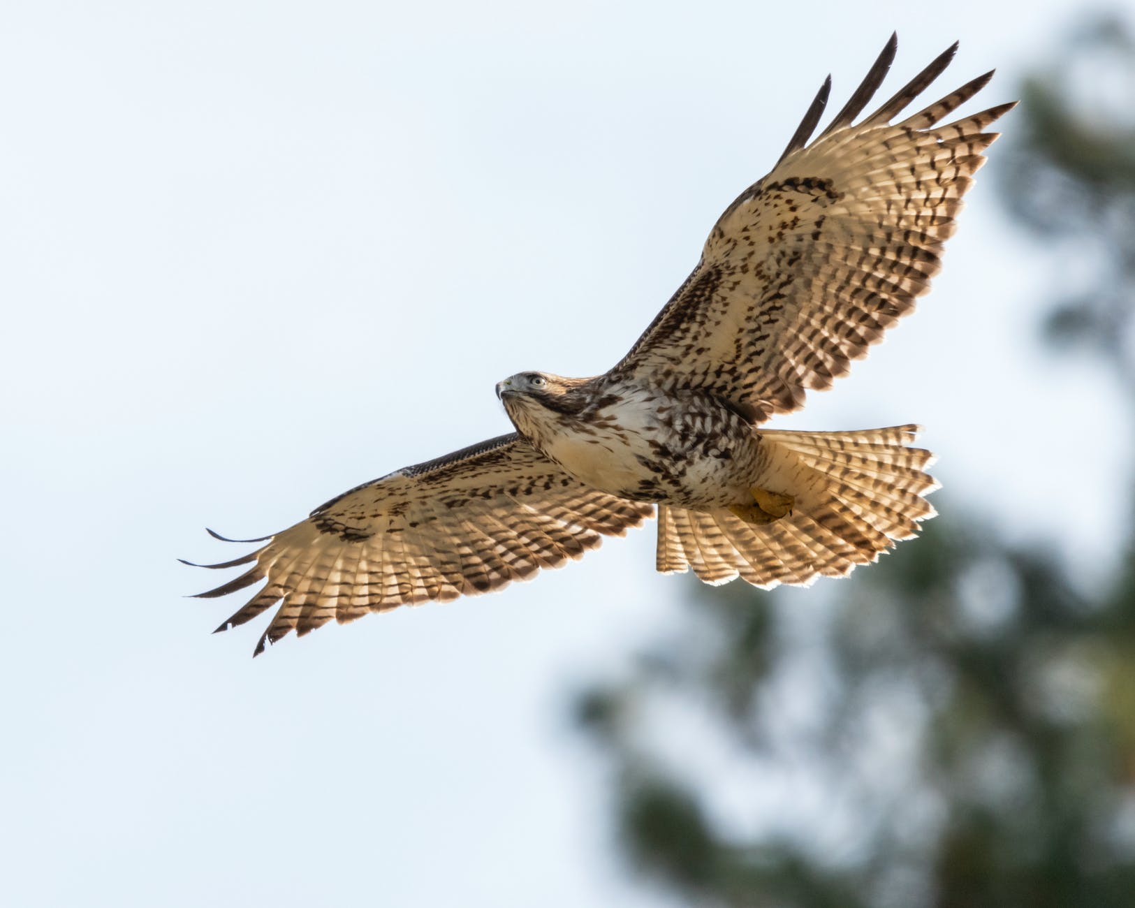brown and white bird flying